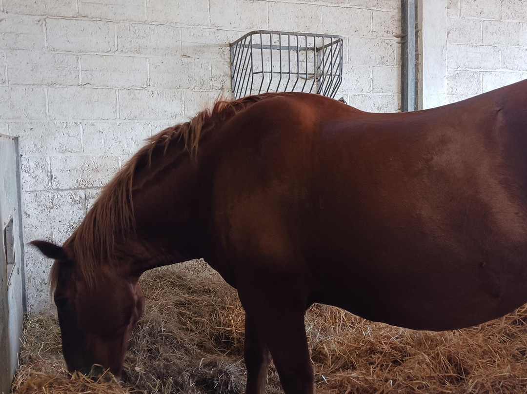 Suffolk Punch Trust-Hollesley必去景点