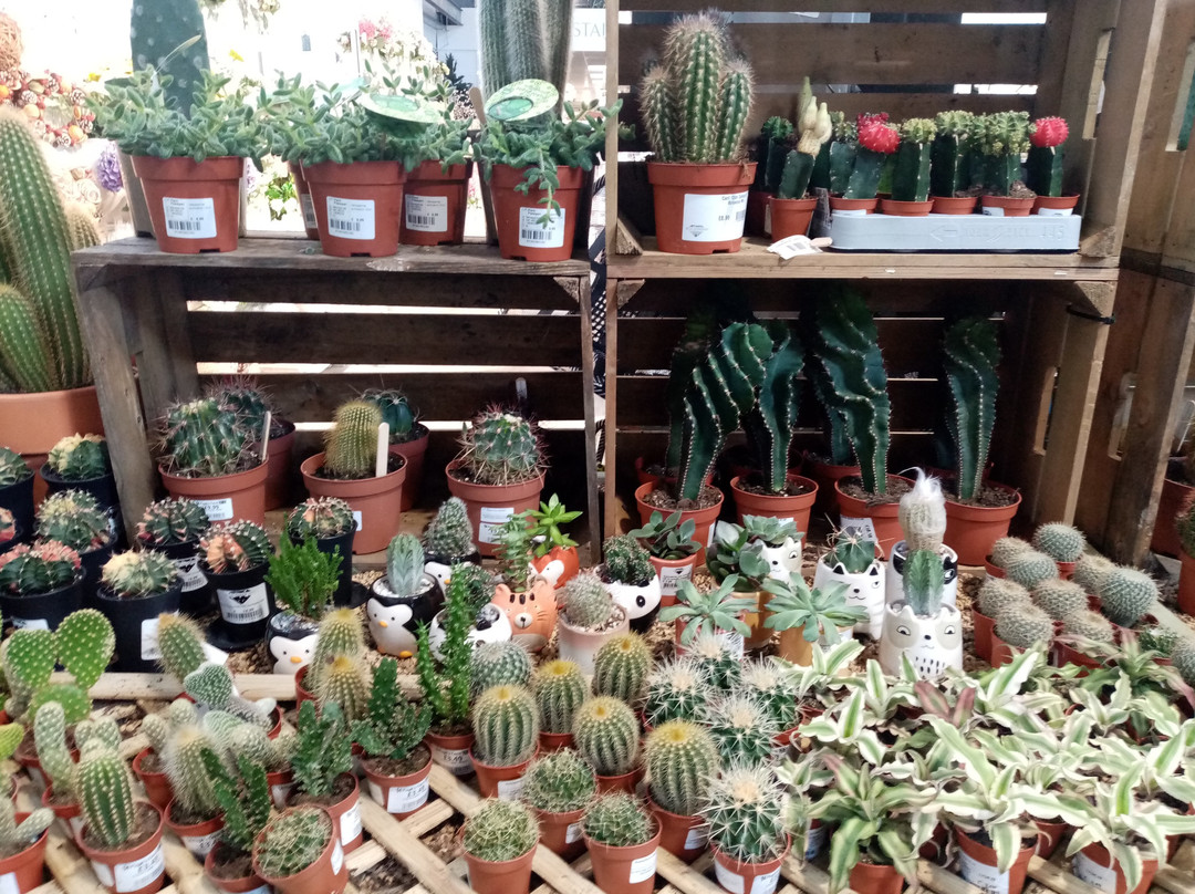 Blackdown Garden Centre,