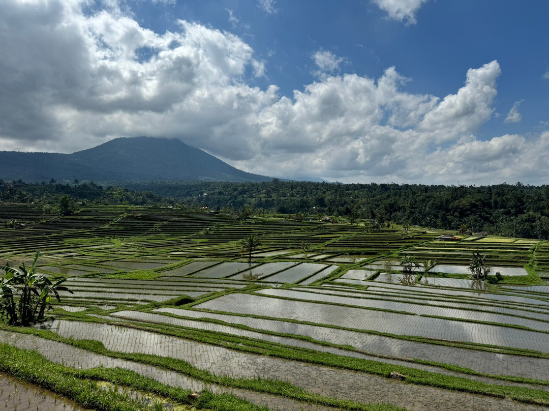 Menjangan Bali Driver Guide景点图片