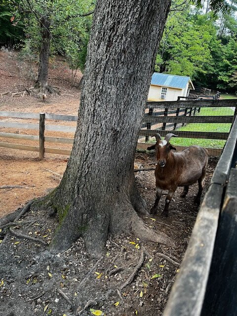 White Pig Bed and Breakfast主图