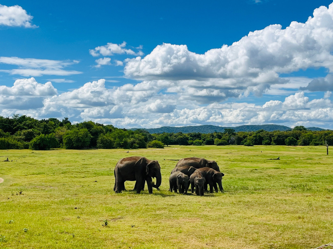 Minneriya Safari Tours景点图片