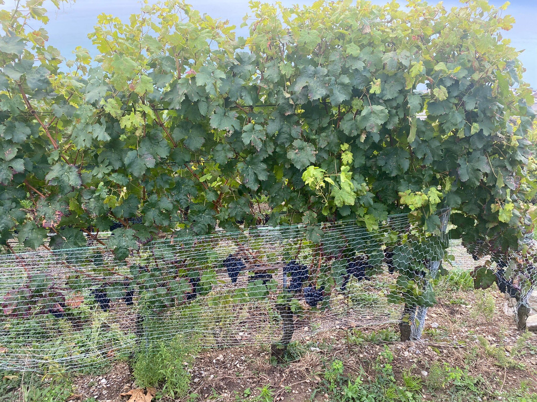 Maurice Neyroud-Chardonne必去景点