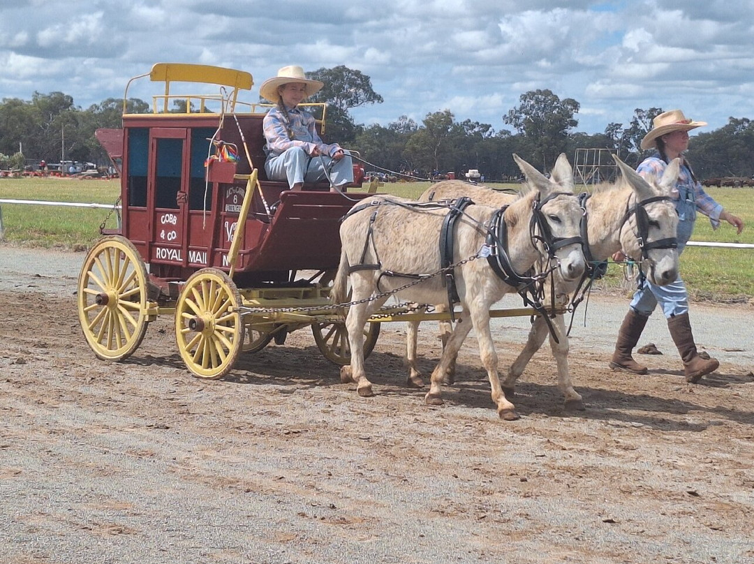 Barellan Working Clydesdale景点图片