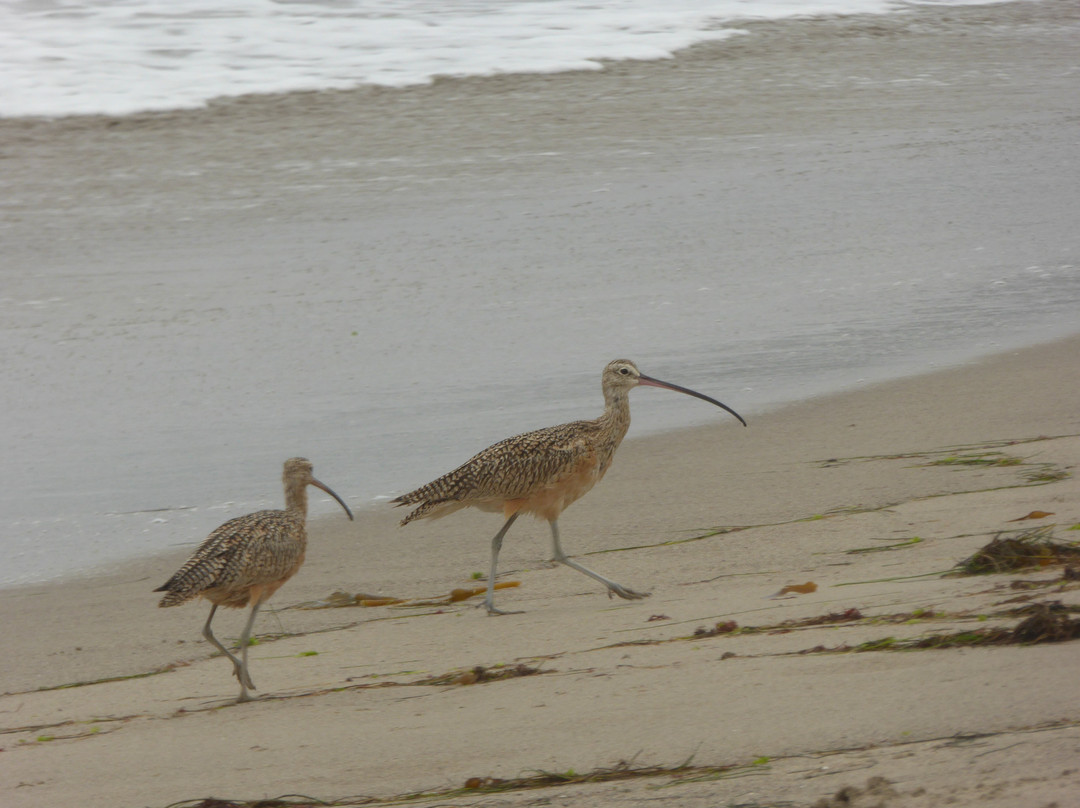 Nicholas Canyon Beach-马里布必去景点