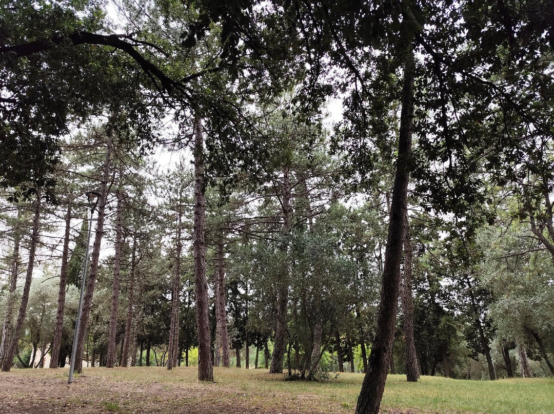 Parco Colle del Pionta景点图片