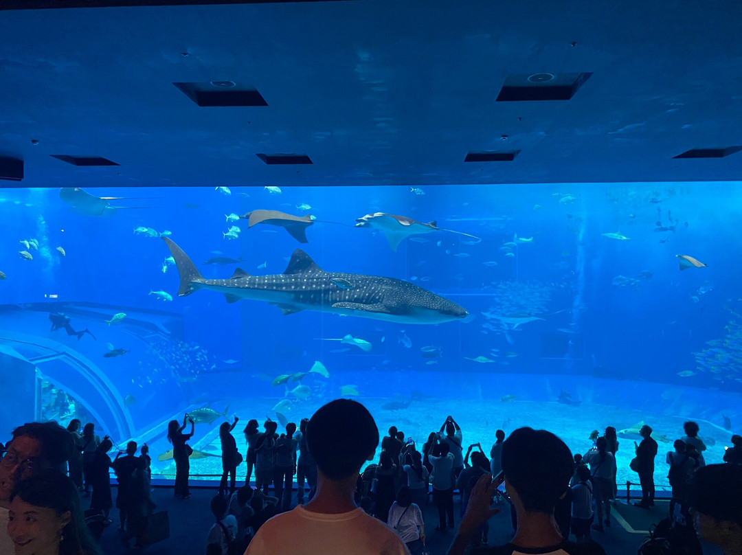 冲绳海洋博览会纪念公园景点图片