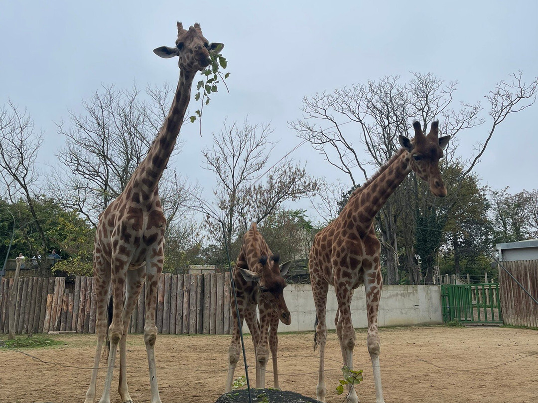 Touroparc Zoo景点图片