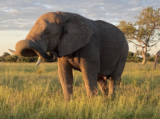 Testify Safari-莫西必去景点