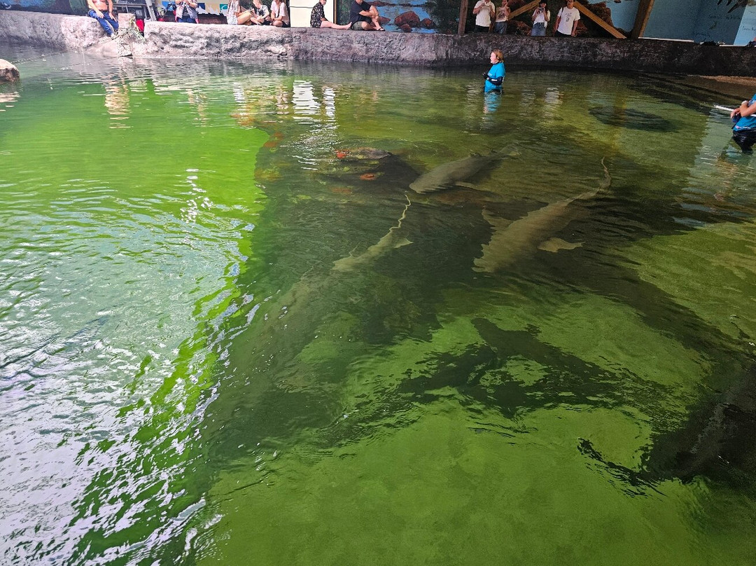 Irukandji Shark & Ray Encounters景点图片