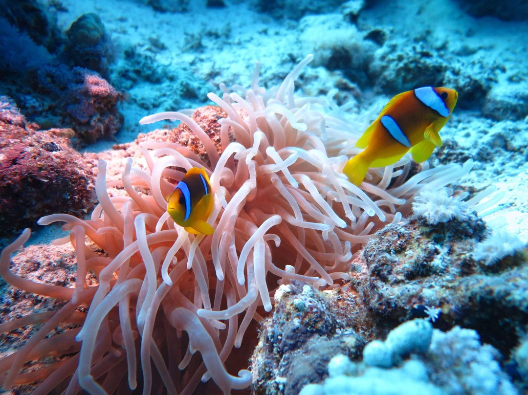 House Reef