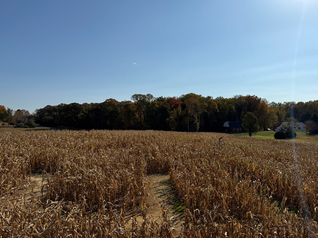 Bowles Farm Corn Maze景点图片