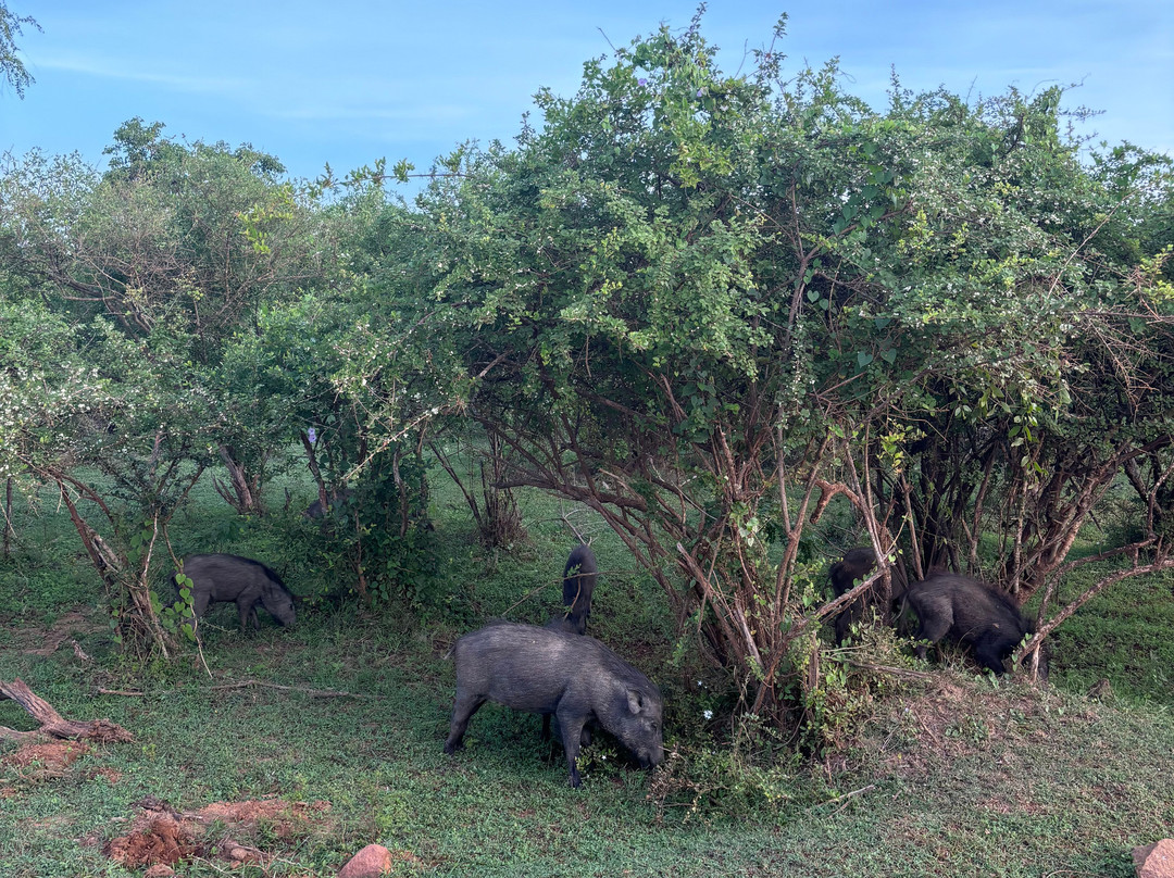 雅拉国家公园观赏野生动物-雅拉国家公园必去景点