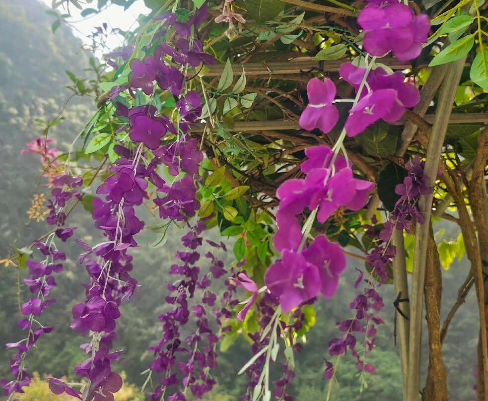 Tuyệt Tình Cốc景点图片
