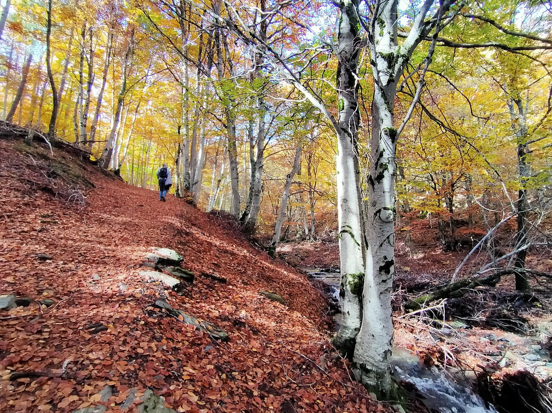 Parque Natural Hayedo de Tejera Negra景点图片