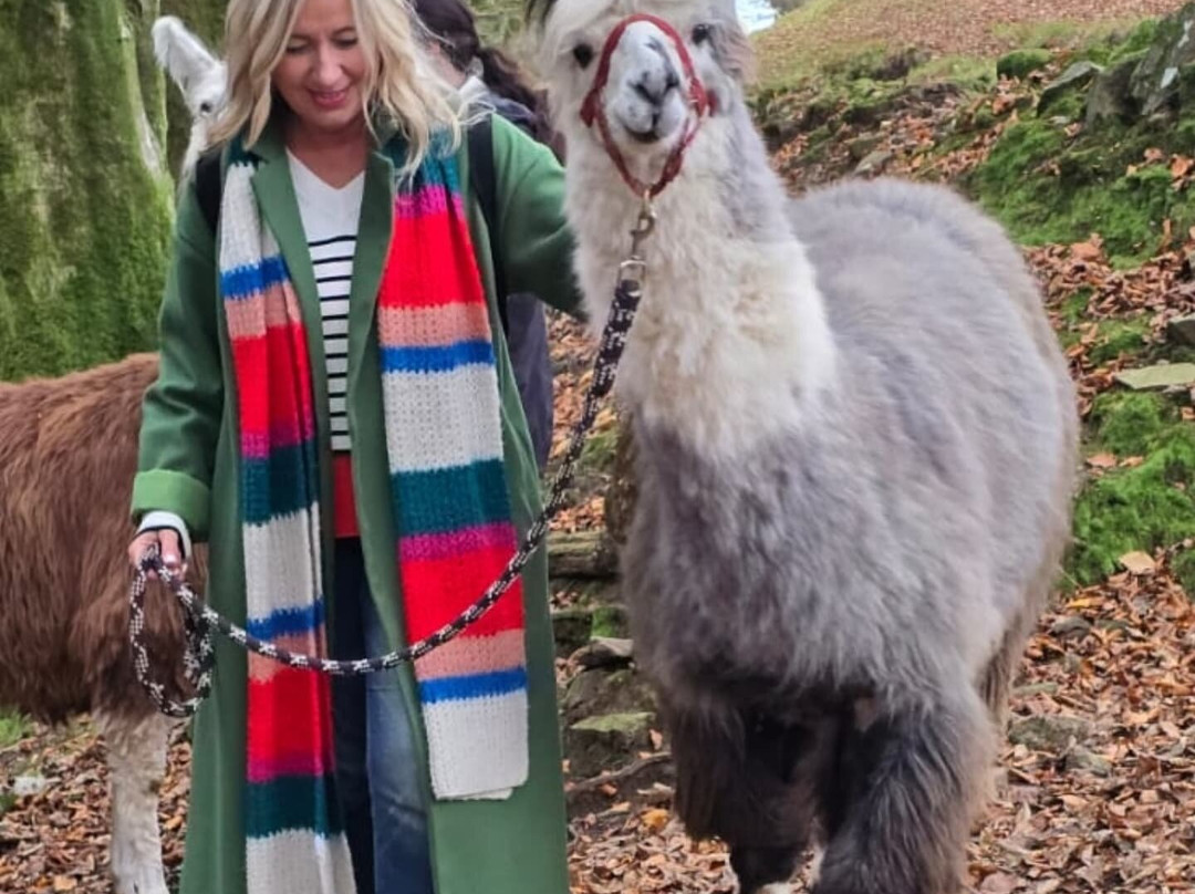 Dartmoor Llama Walks景点图片