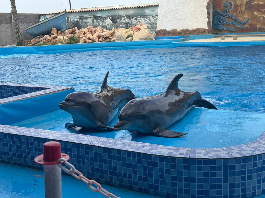 Agadir Dolphin World-阿加迪尔必去景点