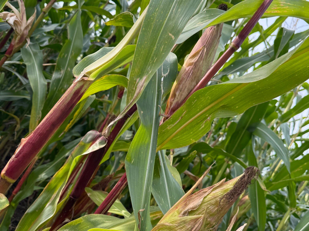 Kenyon Hall Farm景点图片