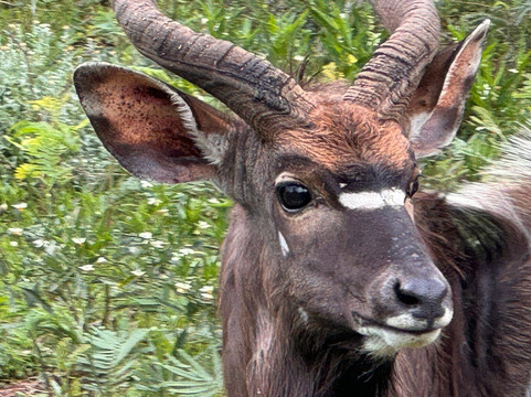 Safari Royale-安汪嘎石必去景点