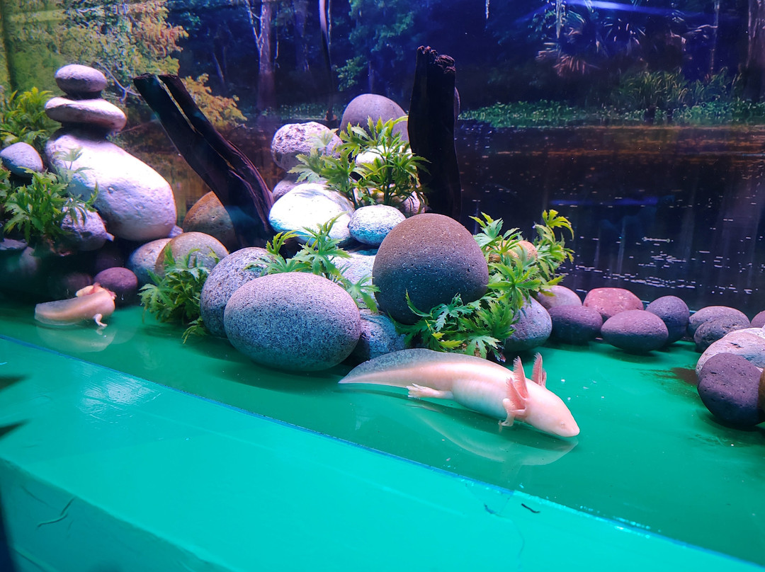 Acuario de Veracruz-韦拉克鲁斯必去景点