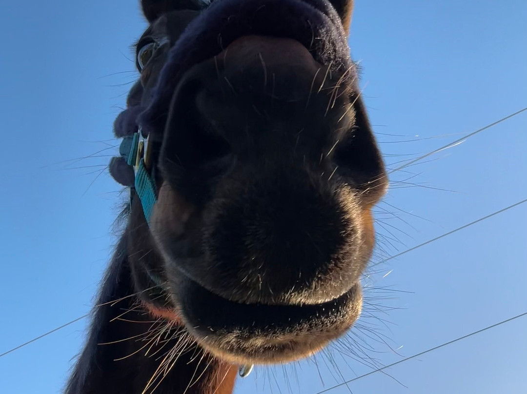 Grand Galop Rennes-Goven必去景点