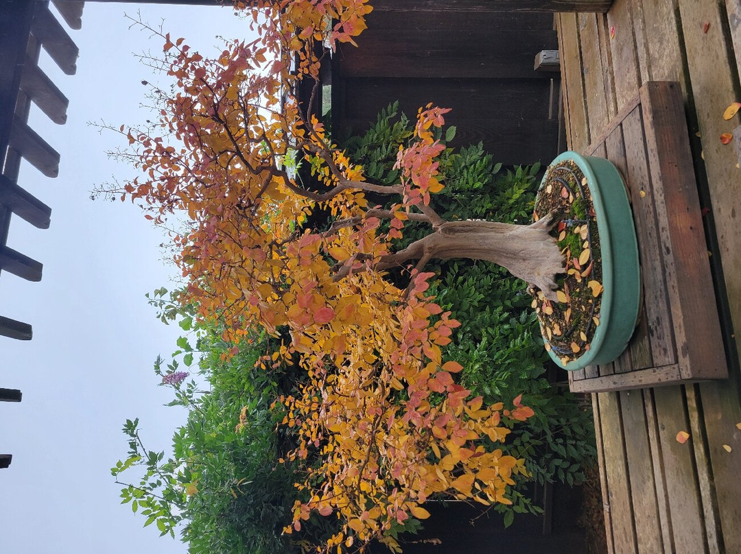 Clark Bonsai Museum-弗雷斯诺必去景点