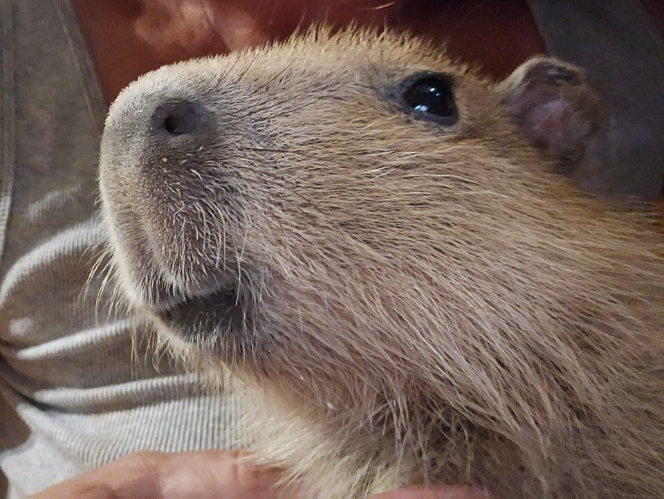 Ghost Ranch Exotics-马拉纳必去景点