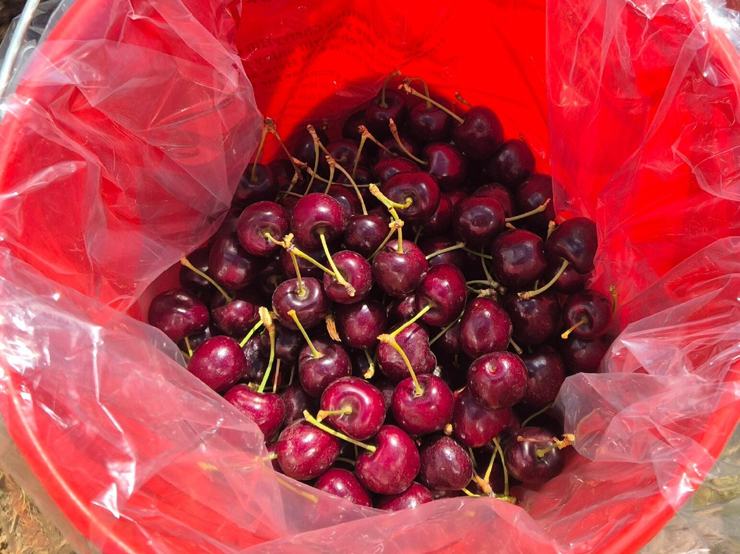 Cherryhill Orchards-Wandin East必去景点