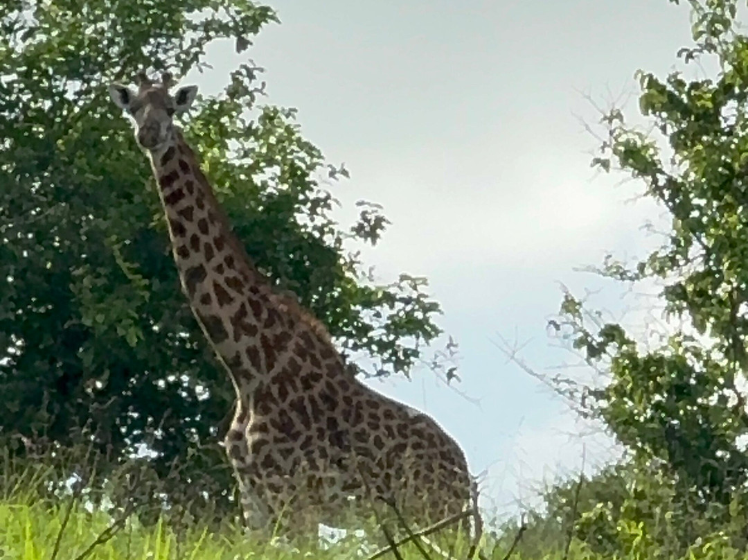 Majestic Nature Safari-阿鲁沙必去景点