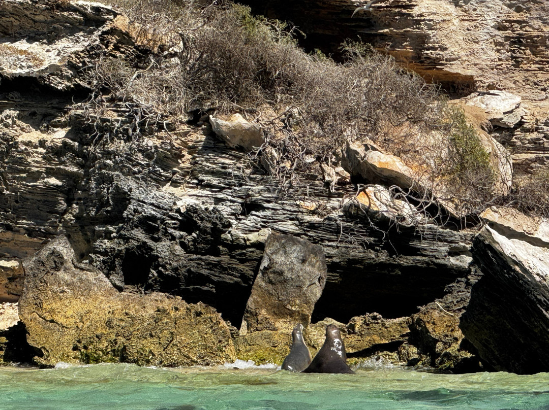 Lobster Shack Sea Lion Tour景点图片