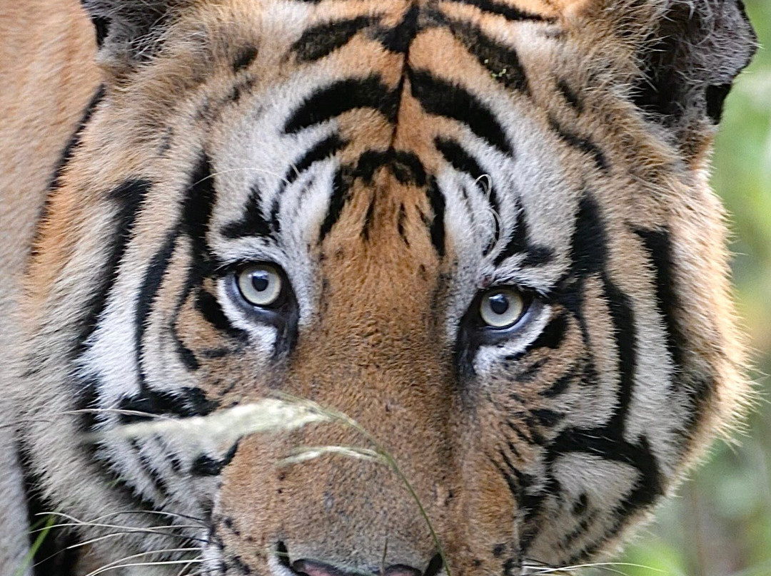 Bandhavgarh National Park景点图片