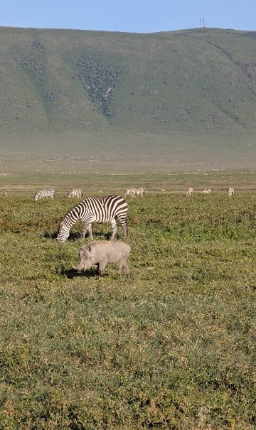 Togola Safaris And Adventure-阿鲁沙必去景点