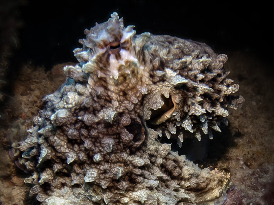 Kangaroo Divers-马林地必去景点