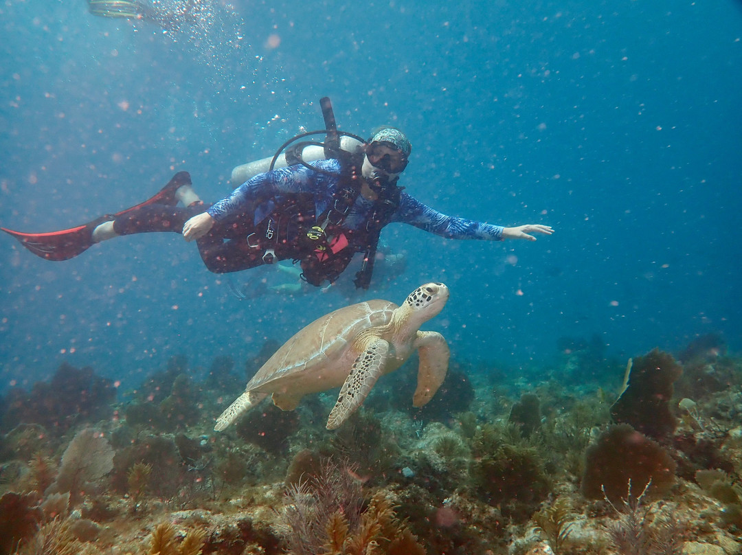Conch Republic Divers-Tavernier必去景点