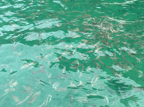 Lancha Flecha II Paraty-帕拉地必去景点