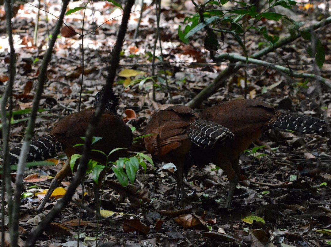 Costa Ballena Explore-彭塔雷纳斯必去景点