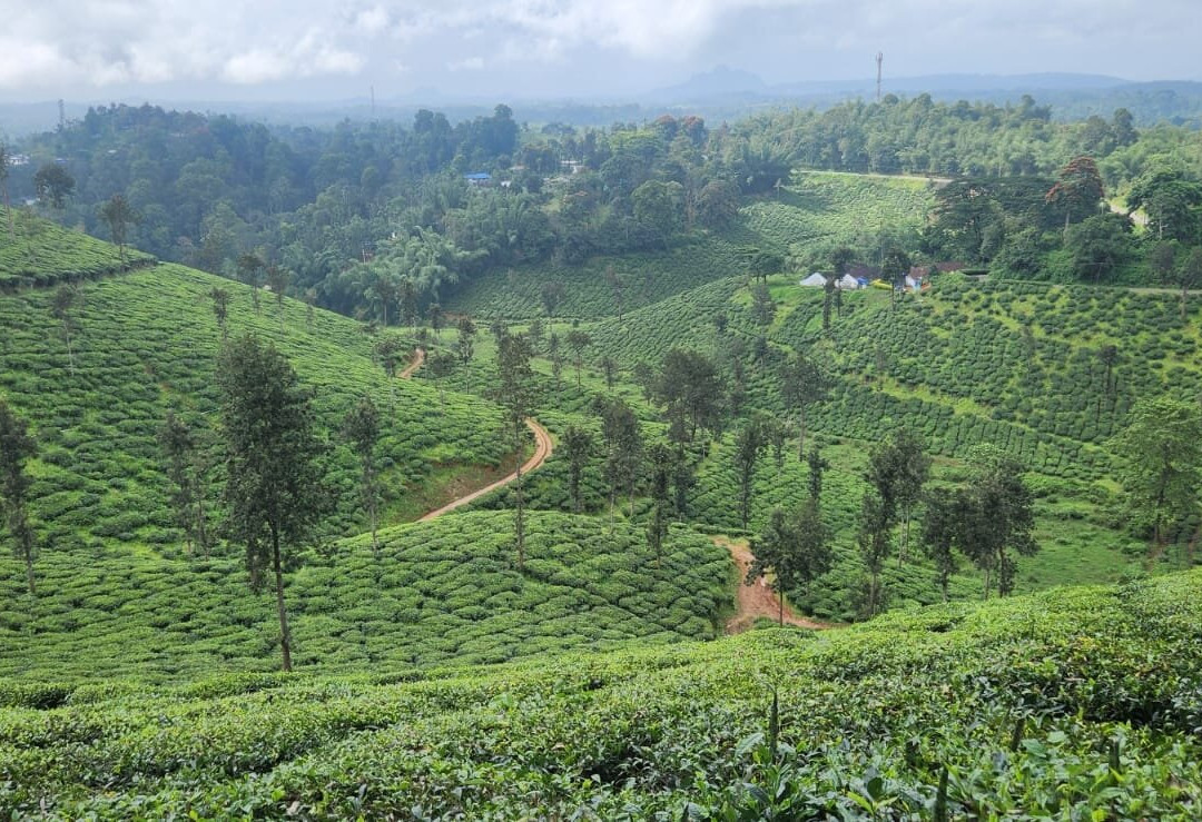 Elephant Trail 16.0-Cherambadi必去景点