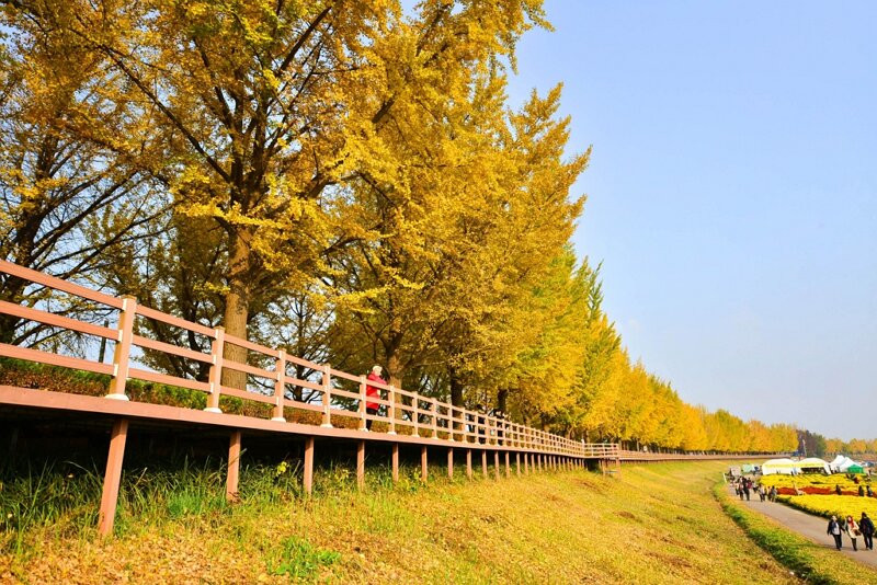 Gingko Tree Road-牙山市必去景点