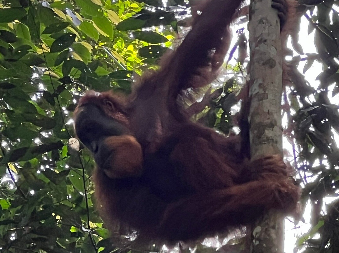 Orang Utan Bukit Lawang-武吉拉旺必去景点