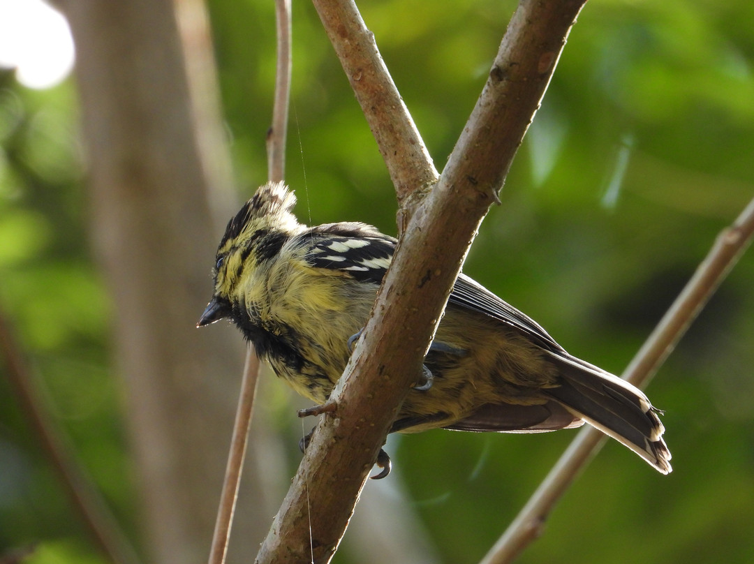 Birdwatching Cherambadi