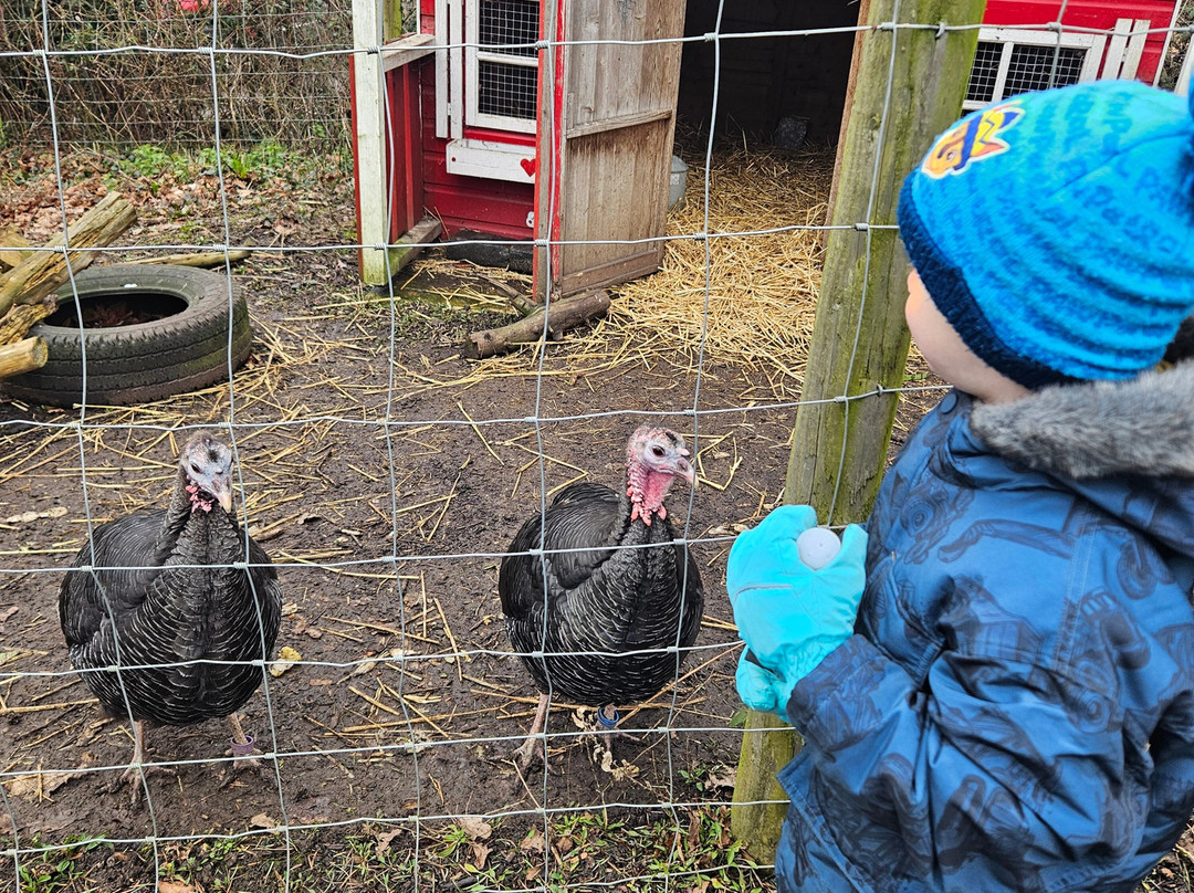 Lee Valley Animal Adventure Park景点图片