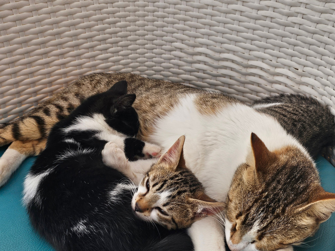 TUI BLUE Palm Beach Palace主图