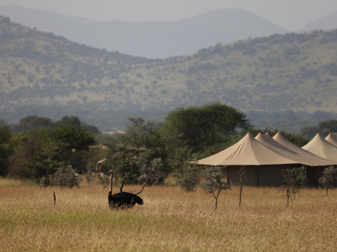 Glimpse of Africa Tented Camp-Ikoma必去景点