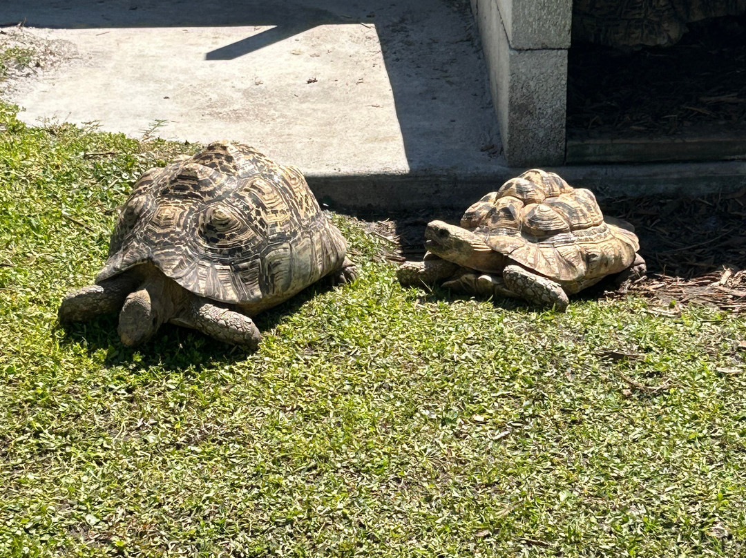 Iguanaland-蓬塔戈尔达必去景点