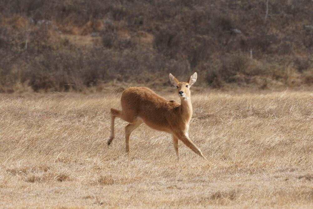 Bale Trek Ethiopia Tours-Goba必去景点