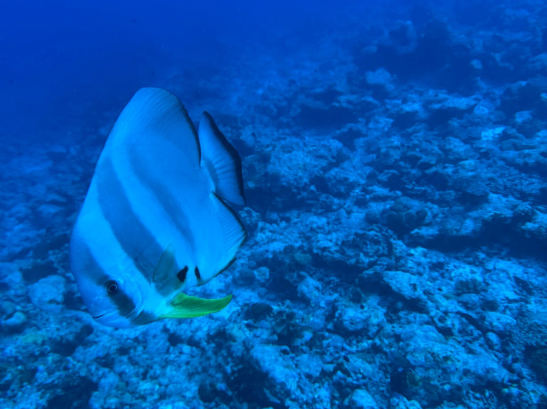 Euro-Divers LUX South Ari Atoll景点图片