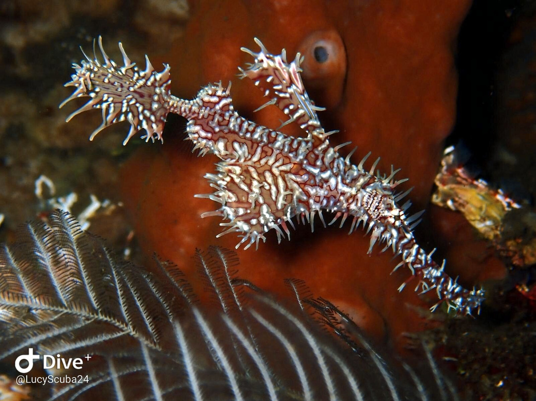 Scuba Tribe Bali-图兰本必去景点