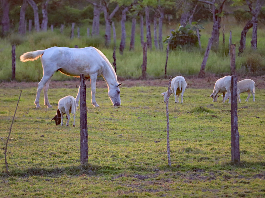 Hotel Samara Pacific Lodge主图
