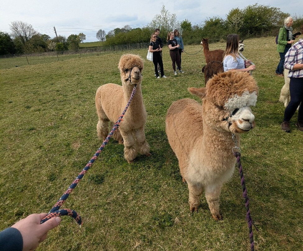 Brackenfield Alpacas景点图片