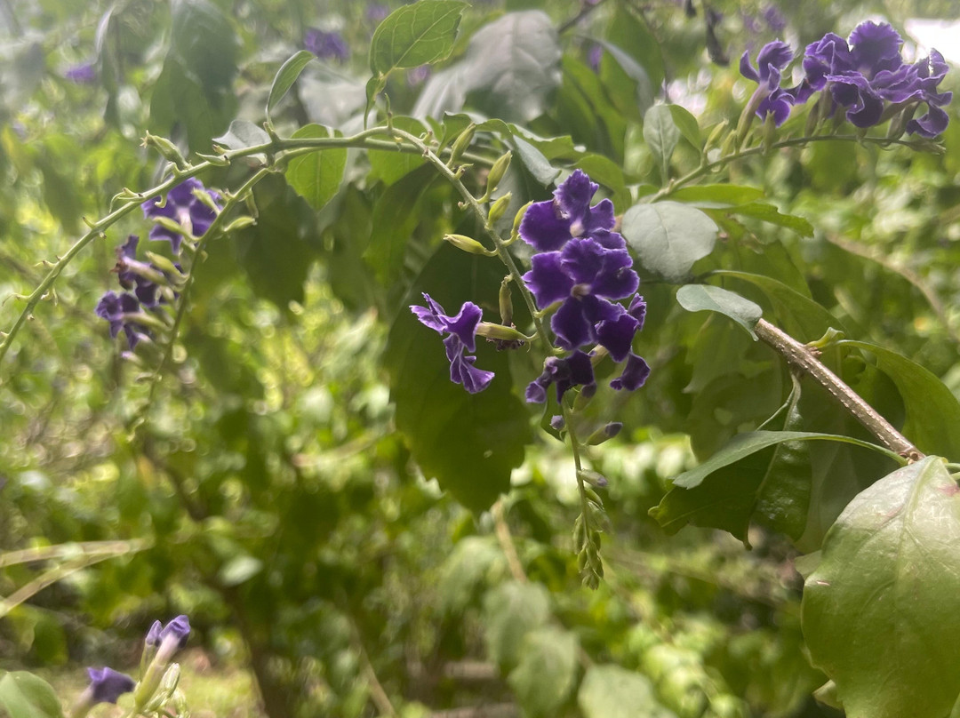 Palm Tree Gardens Botanical Garden-Saint David's必去景点