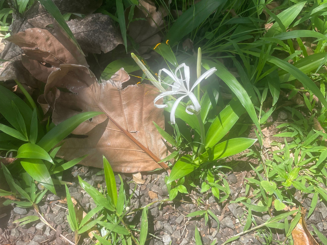 Laura's Herb & Spice Garden-St. George's必去景点
